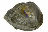 Wide, Enrolled Isotelus Trilobite - Mt Orab, Ohio #115247-2